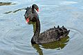 Black swans