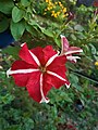 Red and white mixed petunia