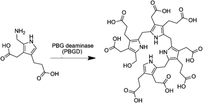 Biosynthese von Präuroporphyrinogen aus Porphobilinogen