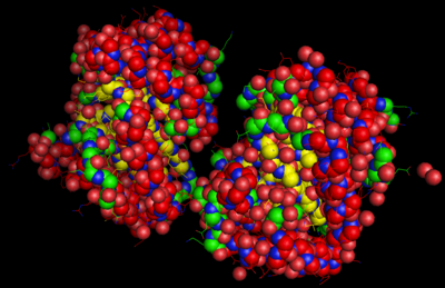 Image of 2EGZ DHQD. Both monomers of the enzyme are visible. The R groups of the amino acids can be seen as the sticks extending from the exterior of the enzyme. This image is color coded to display Oxygen (red), Nitrogen (Blue), and the backbone of the protein (yellow fading to green). (Created using MacPyMol)