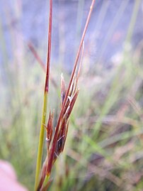 Flowering head