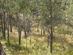 Lichter Eukalyptuswald am Mount Archer