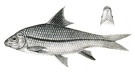 Osteochilus nashii