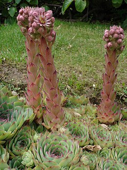 Fali kövirózsa (Sempervivum tectorum)