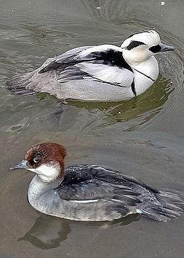 Kis bukó pár (Mergellus albellus)