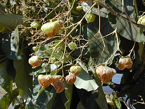 Teakbaum, Blätter und Früchte (Symbolfoto)