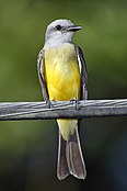 Tropical kingbird, Panama City. One of Panama's commonest and most conspicuous birds.