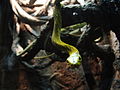 Western green mamba Dendroaspis angusticeps at Wilmington's Cape Fear Serpentarium