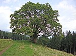 Bergahorn (Acer pseudoplatanus)