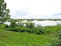 Amerongse Bovenpolder (nabij de Nederrijn)