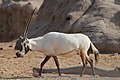 Arabische Oryx