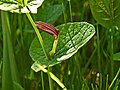 Flower and leaf of Aristolochia rotunda