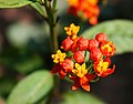 Indianer-Seidenpflanze (Asclepias curassavica)