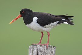 Oystercatcher