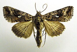 Autographa buraetica