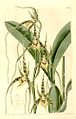 Brassia caudata