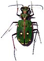 Cicindela maroccana Foto: Xvazquez