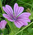 Common mallow close-up