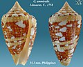 Conus ammiralis Linnaeus, C., 1758