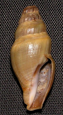 Crassispira oliva