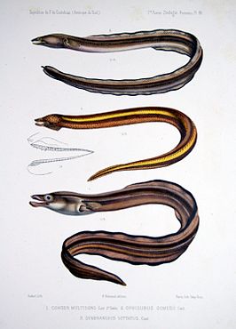 Conger orbignianus