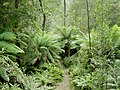 Image 15Temperate rainforest in Tasmania's Hellyer Gorge (from Forest)