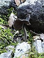 !Helvella ephippium!