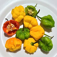 Scotch bonnet