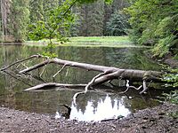 Knöpfelstaler Teich