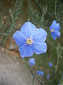 Linum perenne