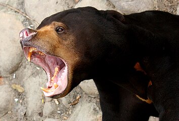 Sun bear