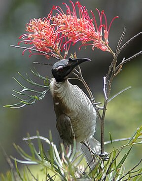 Lärmlederkopf (Philemon corniculatus)