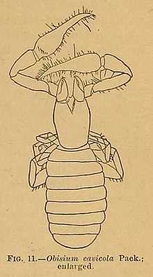 The image shows a chitrella cavicola. It has a long body, curled legs and scorpion-like pedipalps.