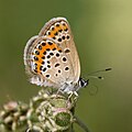 3 Plebejus spec., ♀