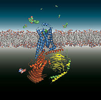 The β2-adrenoceptor (blue) coupling to the heterotrimeric G protein GS (red, yellow, green) after binding of an agonist.