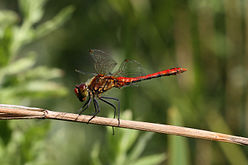 Almost adult male