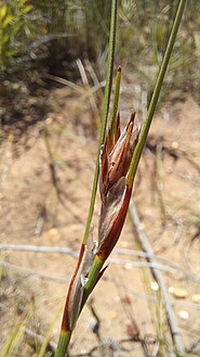 Flowering head (inflorescence)