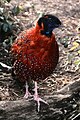 Tragopan St. Louis Zoo