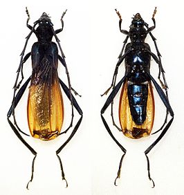 Scalenus ysmaeli