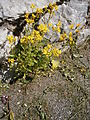 Senecio vernalis