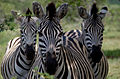 Three Zebras