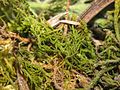 habitus of a dried plant, Photo by Kristian Peters