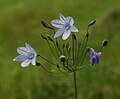 Triteleia laxa