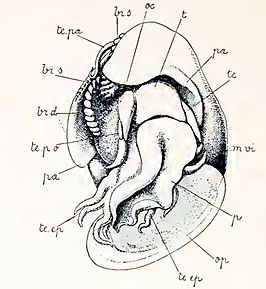 Anatoma euglypta