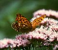 Kaisermantel (Argynnis paphia)