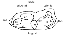 See text description of the molars.