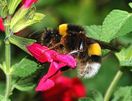 A földi poszméh (Bombus terrestris) gyűjtögetés közben