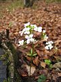 Cardamine trifolia