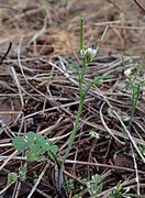 rzeżucha włochata (C. hirsuta)