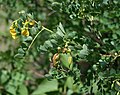 Blasenstrauch (Colutea arborescens)